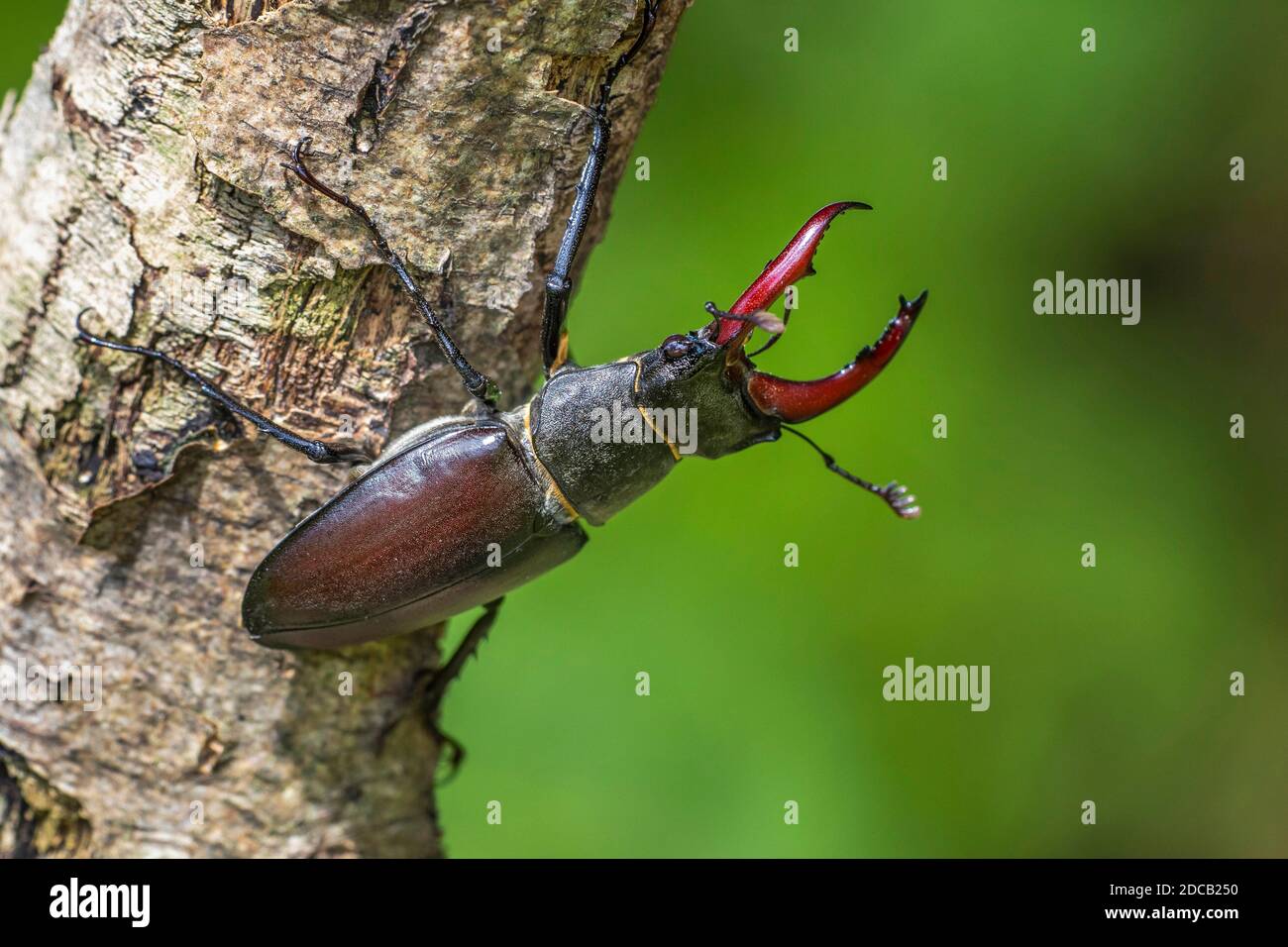 stag beetle, European stag beetle (Lucanus cervus), male at a tree trunk, Germany, Baden-Wuerttemberg Stock Photo