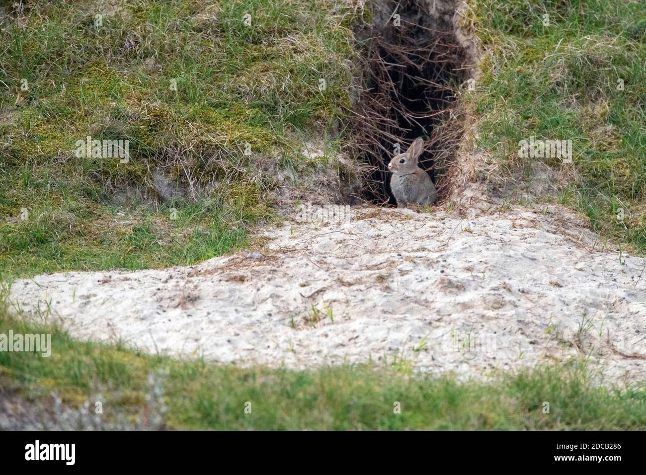European rabbit (Oryctolagus cuniculus), in front of a rabbit hole in the dunes of Texel, Netherlands, Texel Stock Photo