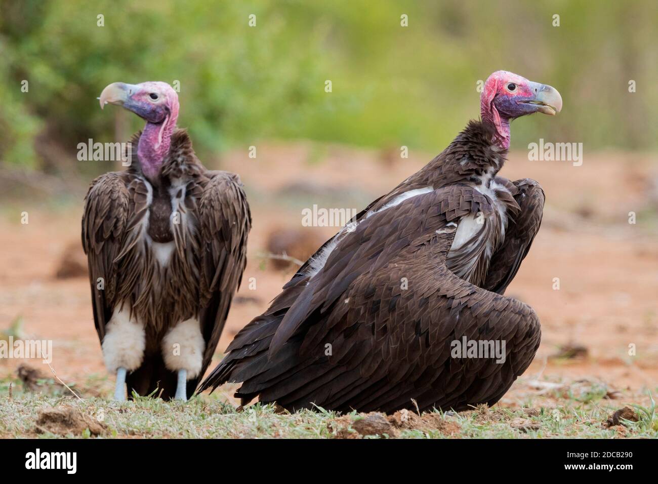 lappet-faced vulture (Aegypius tracheliotus, Torgos tracheliotus), two adults standing on the ground, South Africa, Mpumalanga Stock Photo