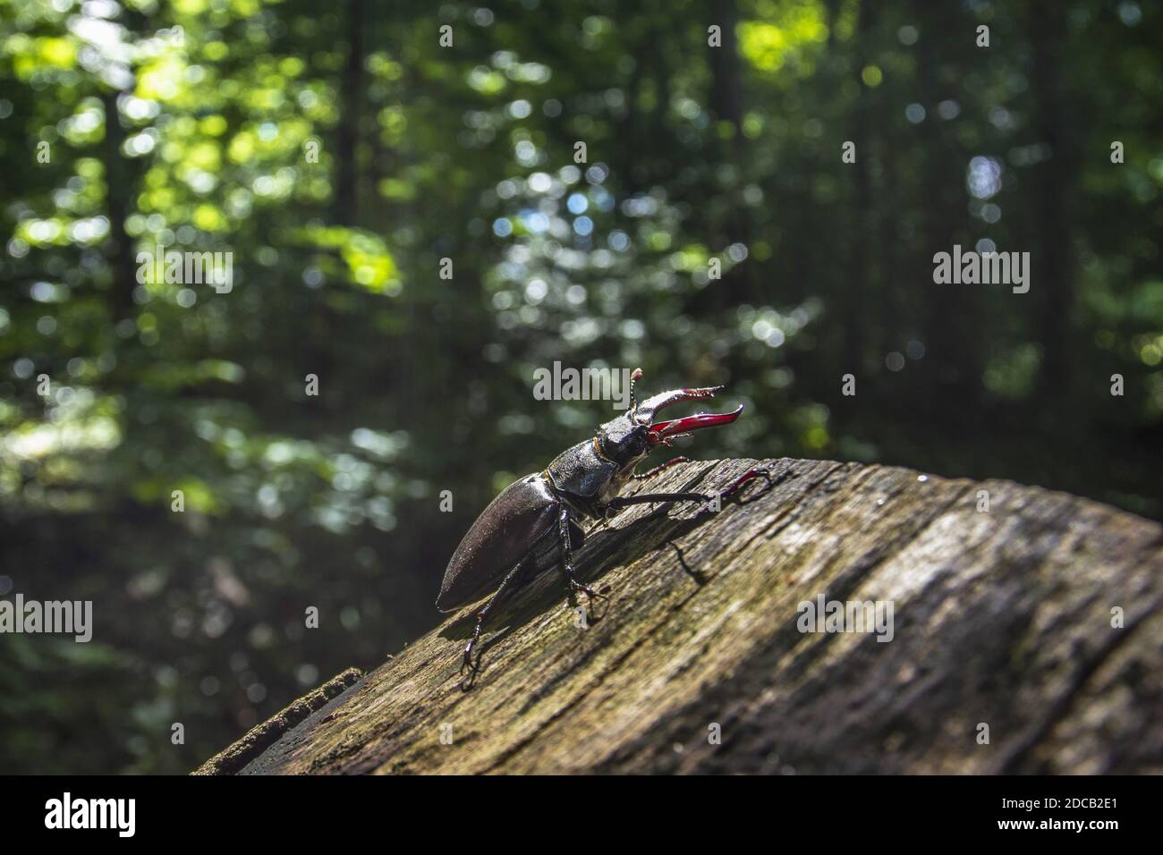 stag beetle, European stag beetle (Lucanus cervus), male, Germany, Baden-Wuerttemberg Stock Photo