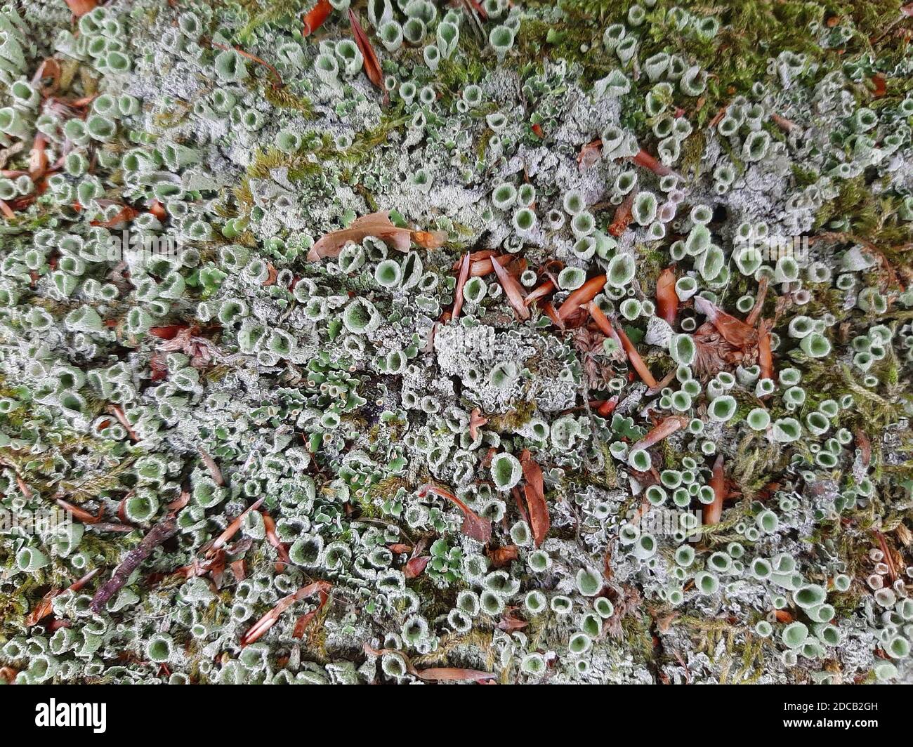 cup lichen (Cladonia spec.), cup lichens, Germany Stock Photo
