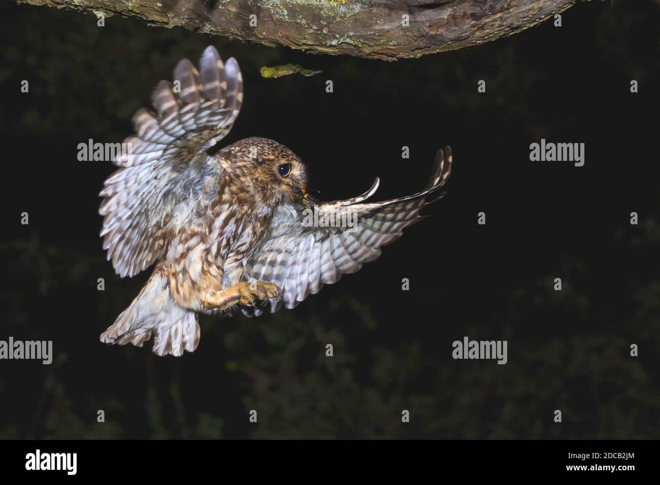 little owl (Athene noctua), in landing approach with a field cricket in the bill, side view, Germany, Baden-Wuerttemberg Stock Photo