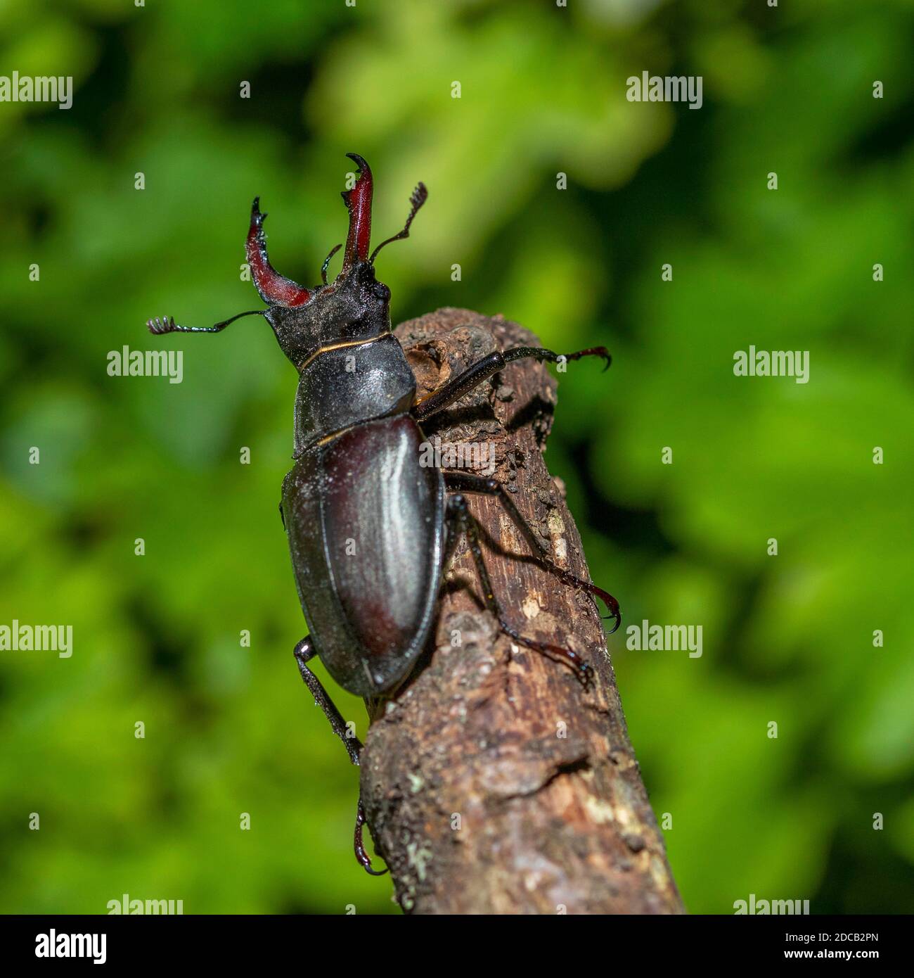 stag beetle, European stag beetle (Lucanus cervus), male on a branch, Germany, Baden-Wuerttemberg Stock Photo