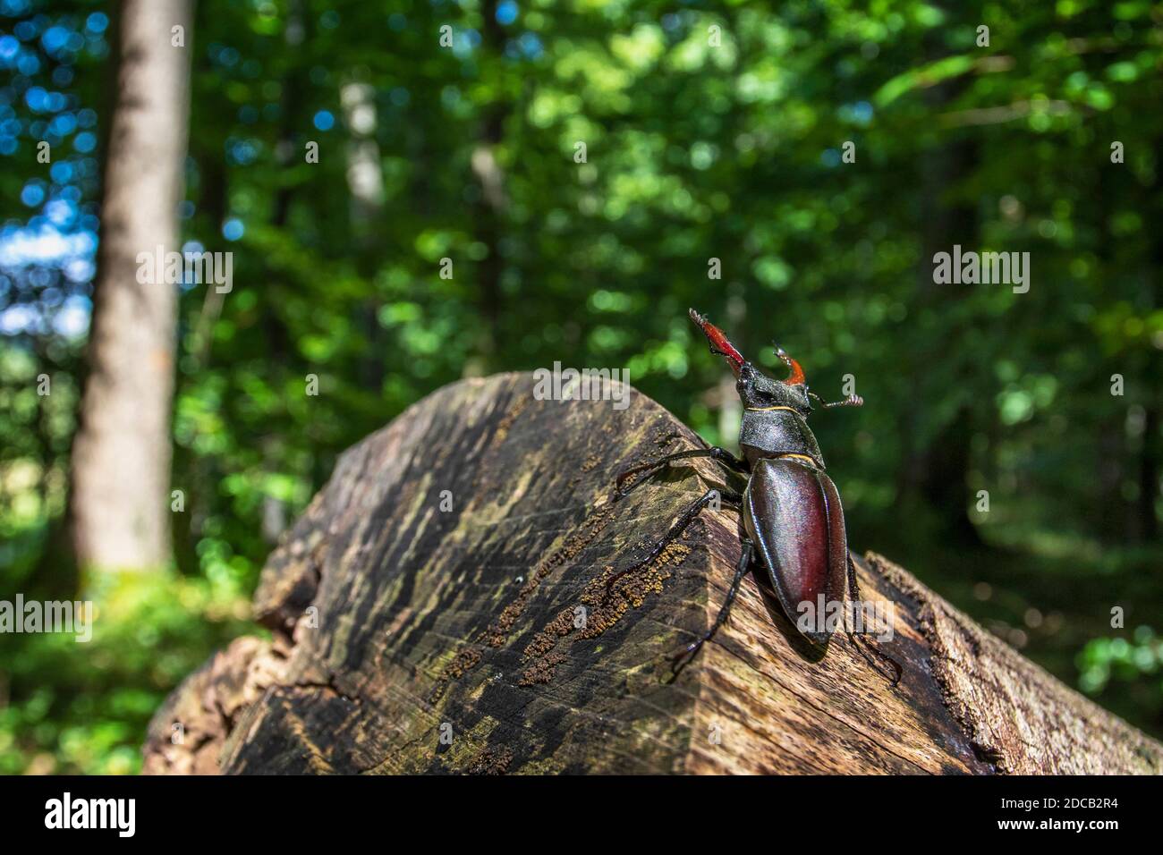 stag beetle, European stag beetle (Lucanus cervus), male, Germany, Baden-Wuerttemberg Stock Photo