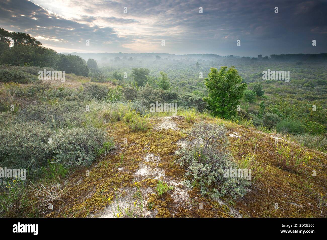 Westhoek nature reserve in the morning, Belgium, West Flanders, De Panne Stock Photo