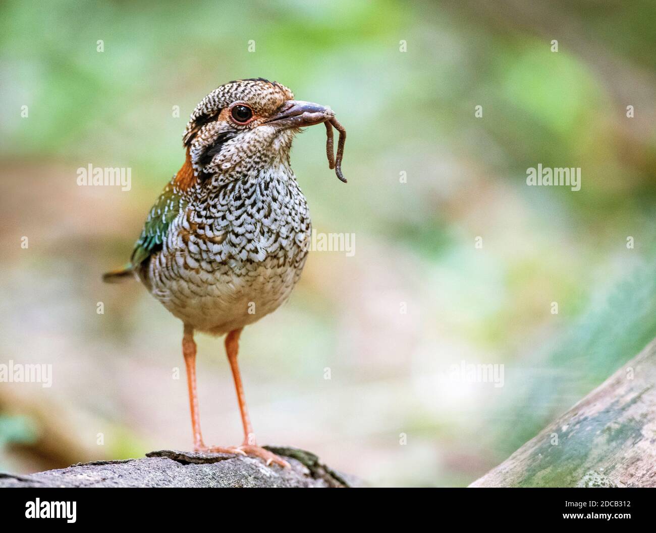scaly ground roller (Brachypteracias squamigera, Geobiastes squamiger), stands on forest floor with worm in its bill, Madagascar, Perinet National Stock Photo