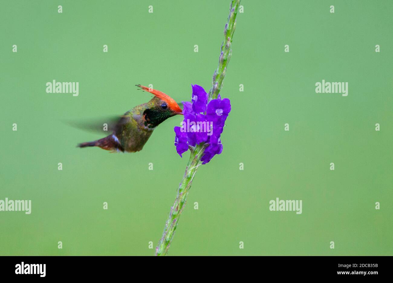 rufous-crested coquette (Lophornis delattrei), hovering at tropical flower, side view, Peru, Madre De Dios, Manu National Park Stock Photo