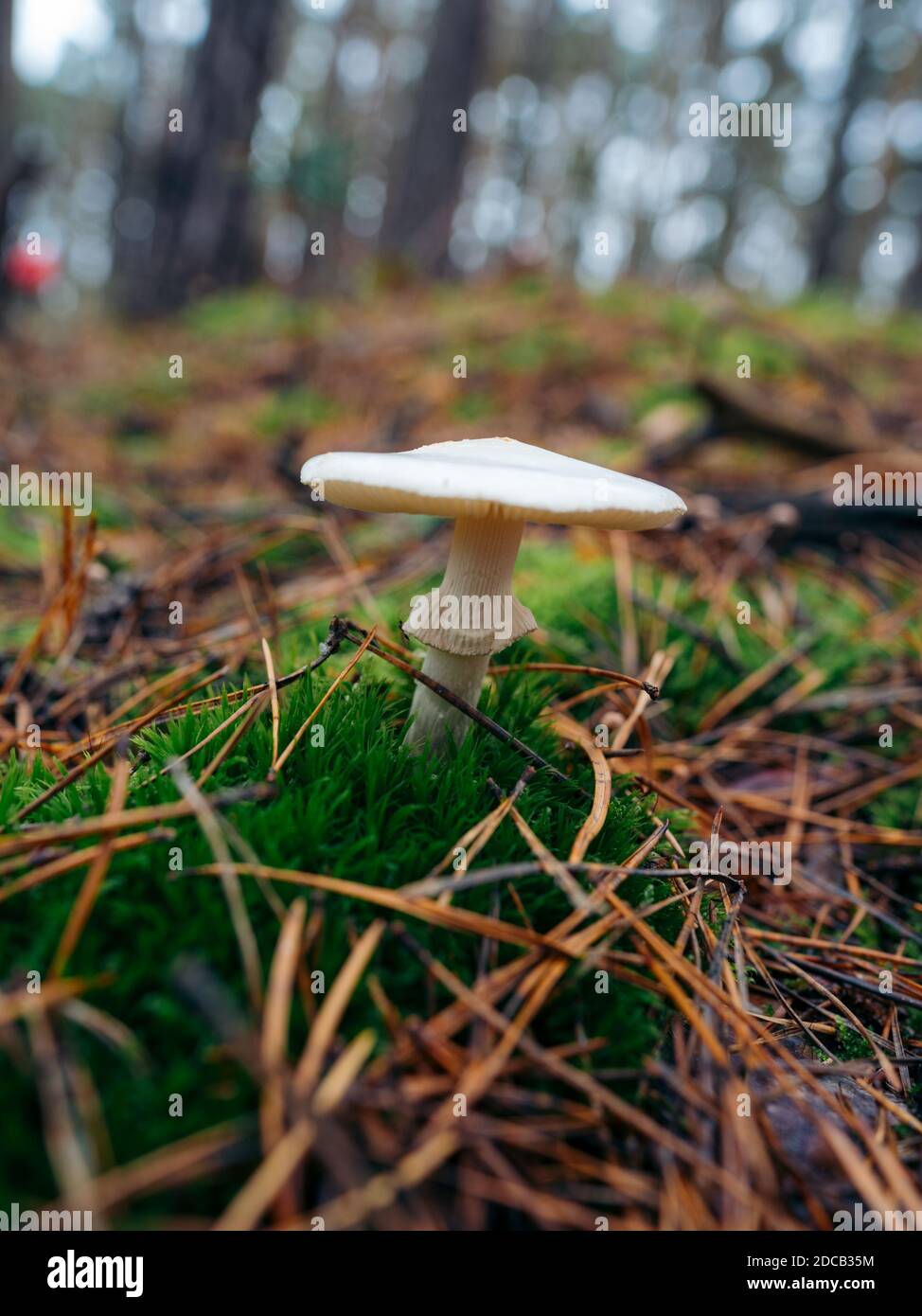 Russula virescens, commonly known as the greencracking russula, the