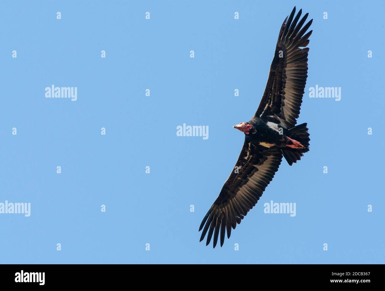 Red-headed vulture, Asian king vulture, Indian black vulture, Pondicherry vulture (Aegypius calvus, Sarcogyps calvus), Critically Endangered Stock Photo