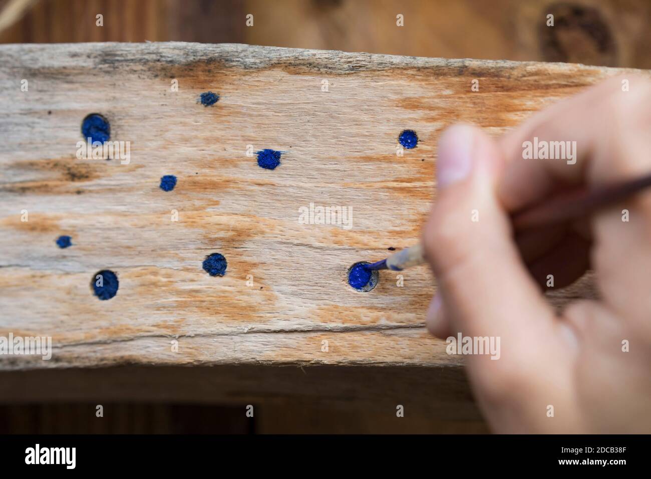 Wild bee nesting aid, nest fasteners are marked with watercolor to be able to see in the coming year whether bees have hatched, Germany Stock Photo