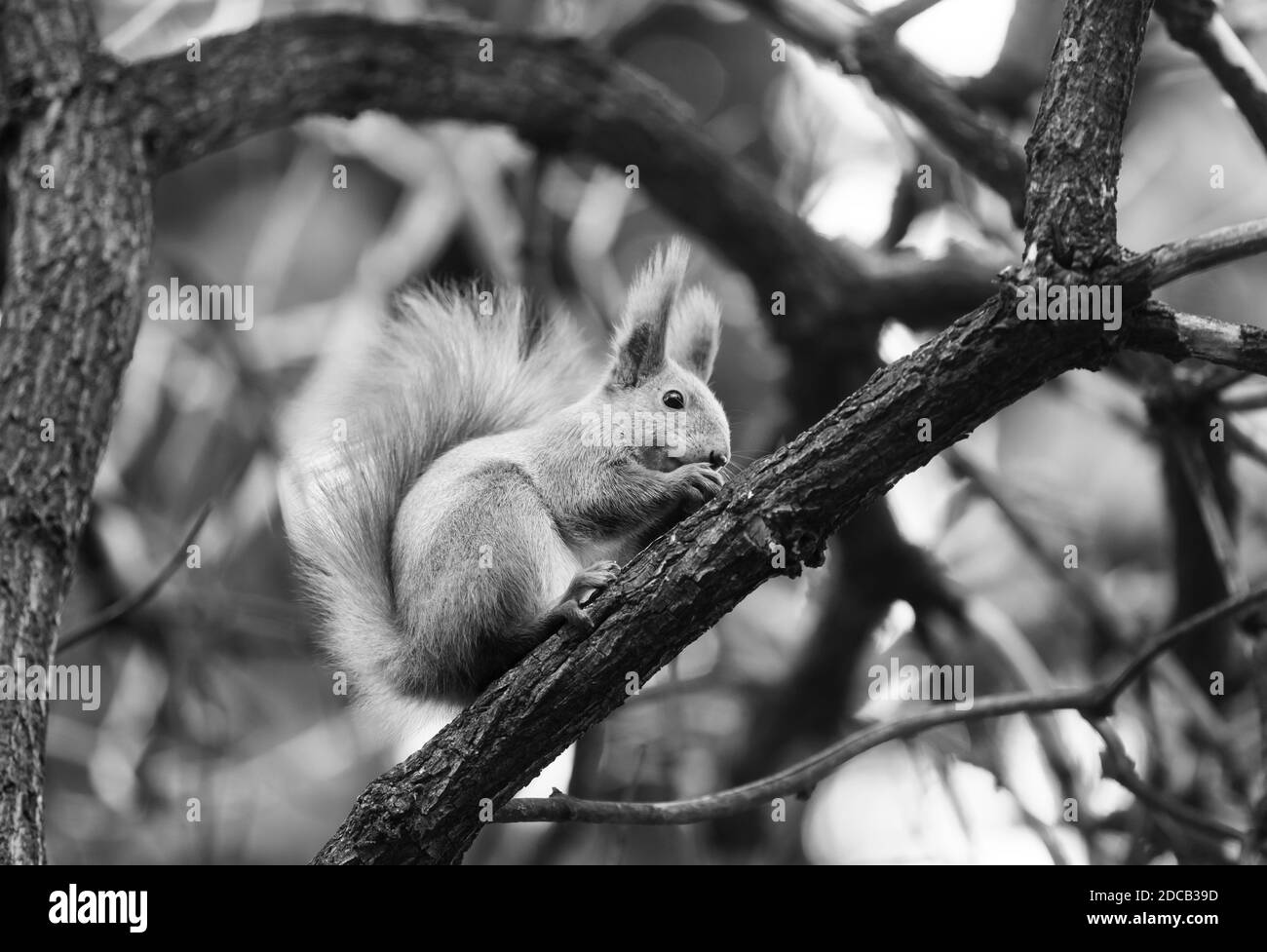 Squirrel in the park. Squirrel on ground. Squirrel nature view Stock