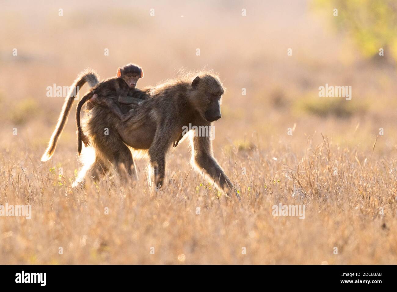 Chacma baboon, anubius baboon, olive baboon (Papio ursinus, Papio cynocephalus ursinus), adult female carrying a cub on its back, South Africa, Stock Photo