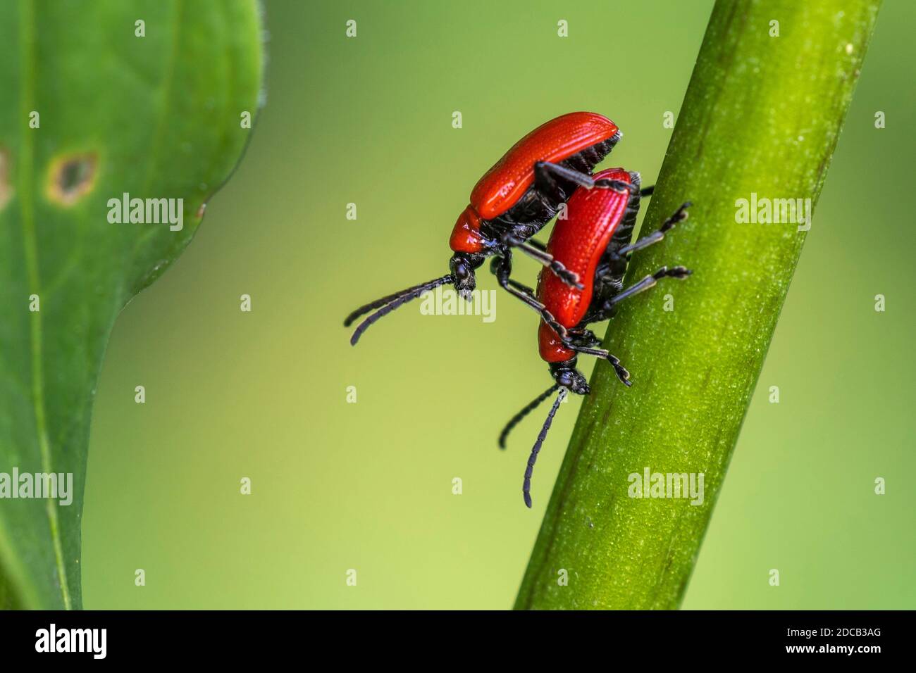 Scarlet lily beetle, Red lily beetle, Lily leaf beetle, Lily beetle (Lilioceris lilii), mating, Germany, Baden-Wuerttemberg Stock Photo