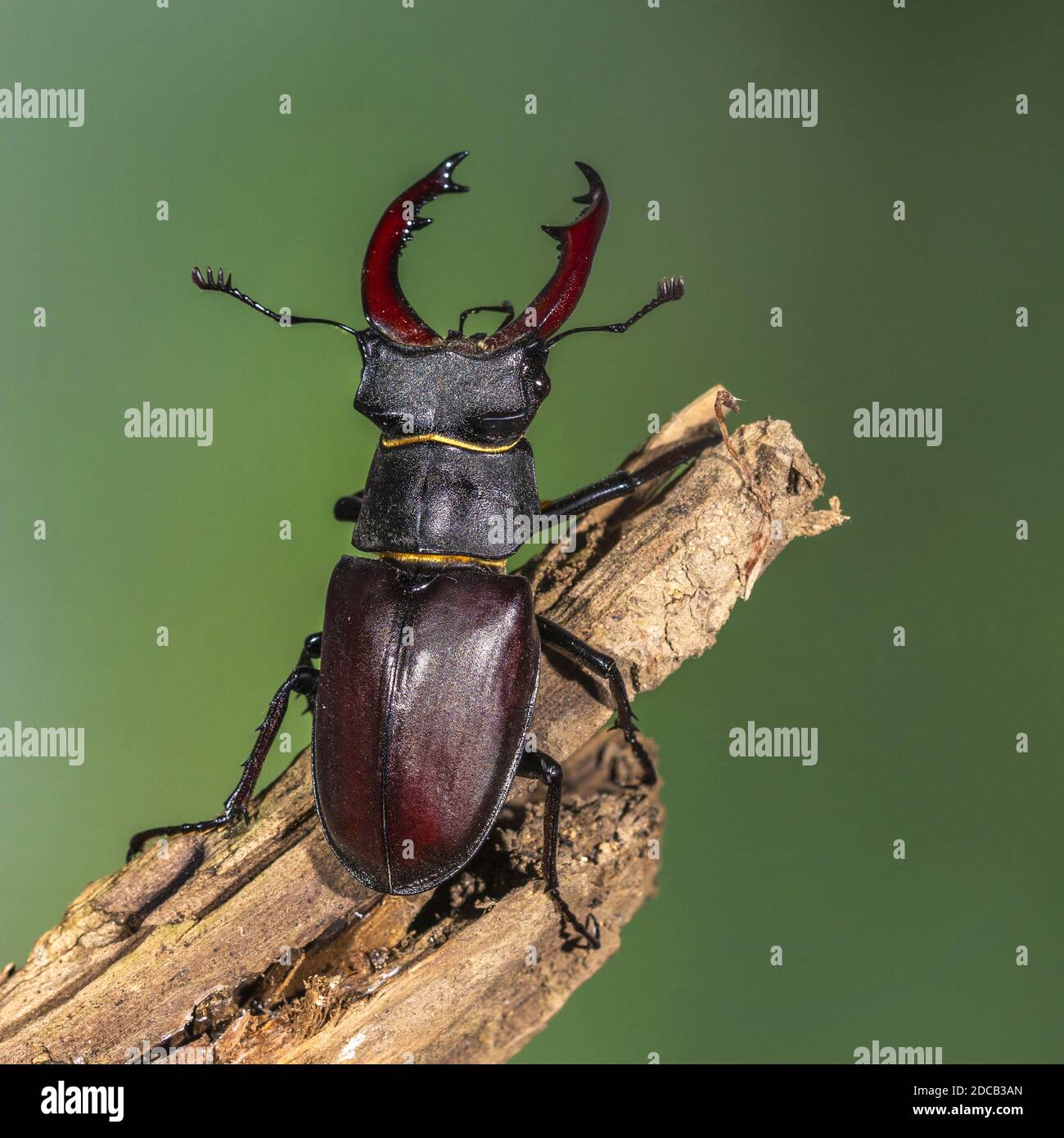 stag beetle, European stag beetle (Lucanus cervus), male on a branch, Germany, Baden-Wuerttemberg Stock Photo