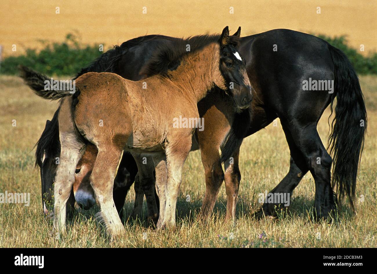 MULASSIERE DU POITOU AND MULE, MARE WITH FOAL Stock Photo