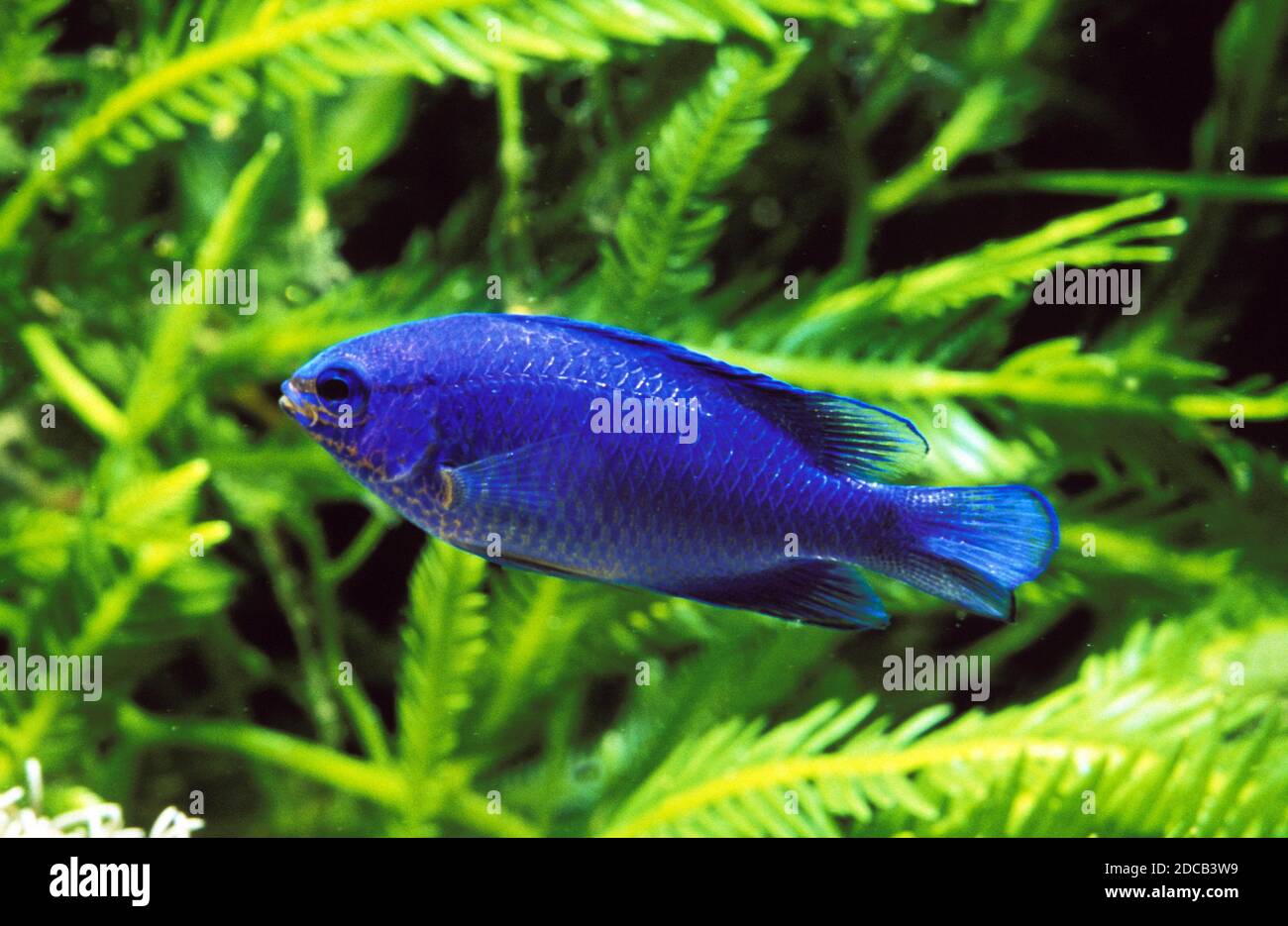 BLUE DAMSELFISH OR BLUE DEVIL DAMSELFISH chrysiptera cyanea Stock Photo