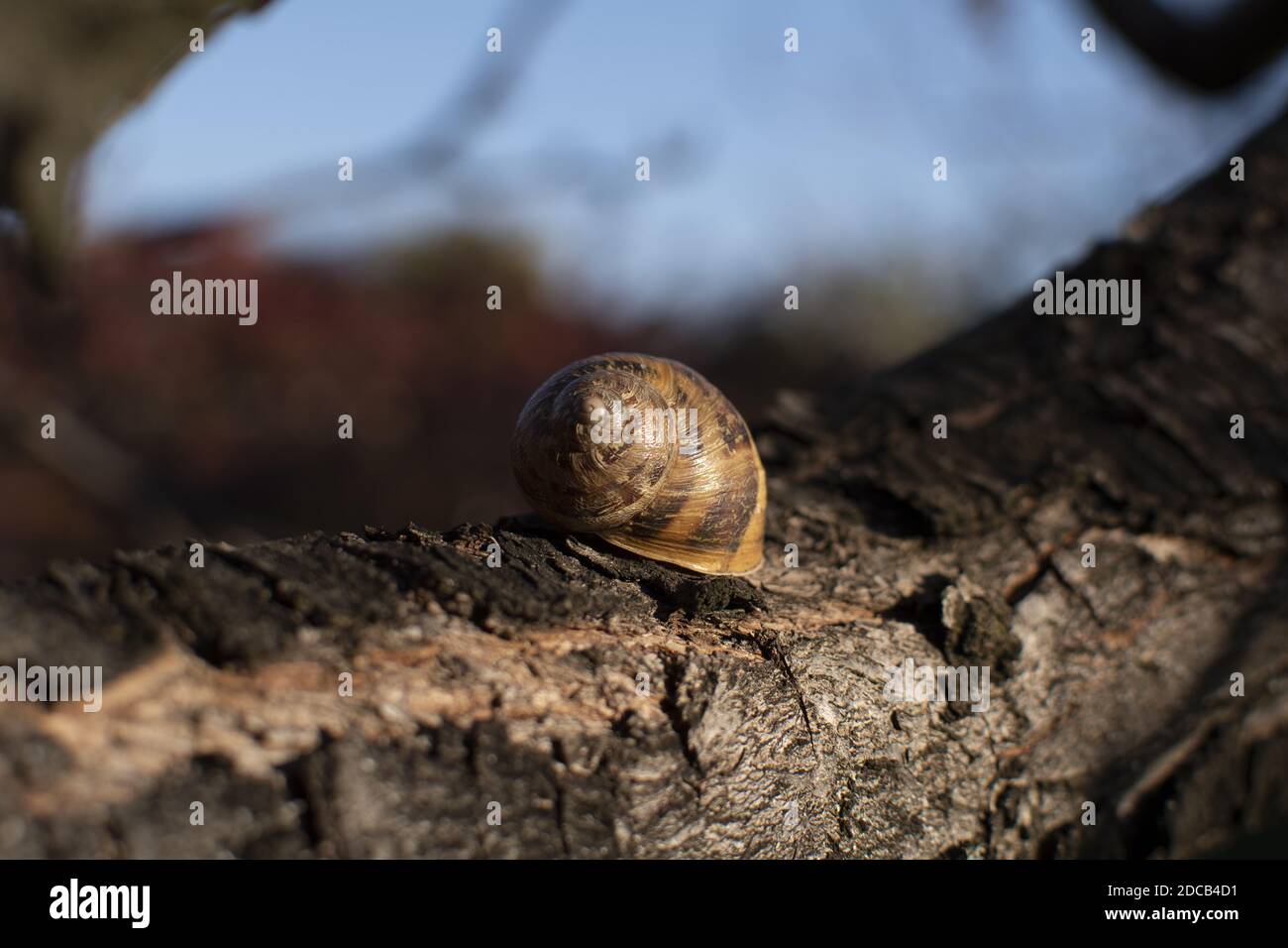 a photograph of a snail in hibernation Stock Photo Alamy