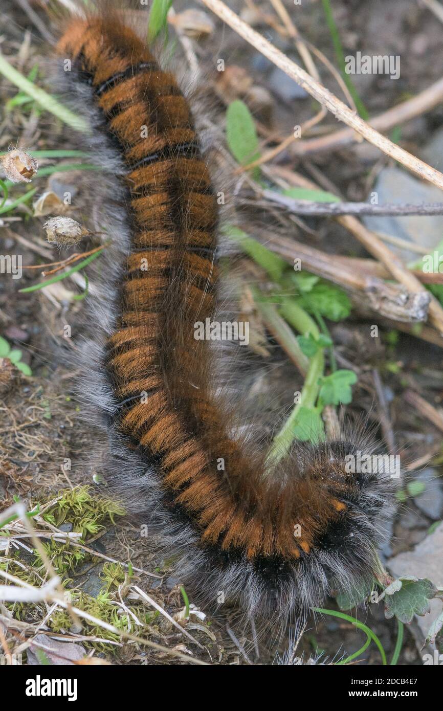 Lasiocampa trifolii caterpillar on background of vegetation and branches. Large, hairy yellowish-black caterpillar. Hair on both sides whitish larger Stock Photo