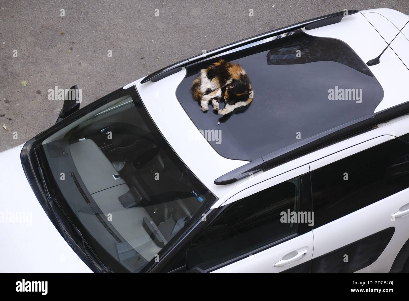 ISTANBUL, TURKEY - Sep 17, 2020: Istanbul, Turkey - September 17, 2020 : A  cat is sleeping on sunroof of a Nissan Cactus from high angle view Stock  Photo - Alamy