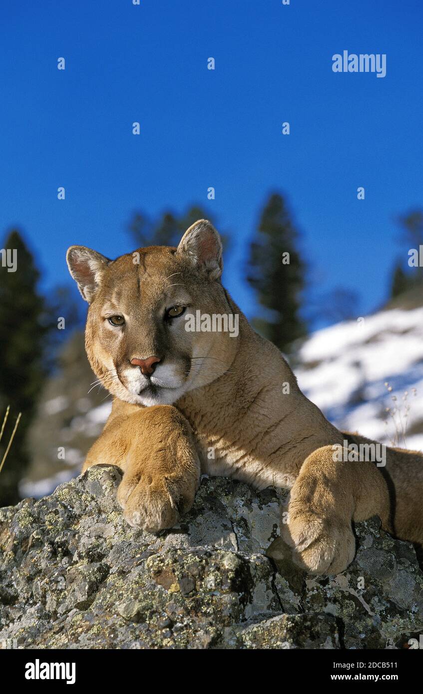 Show hotsell me puma