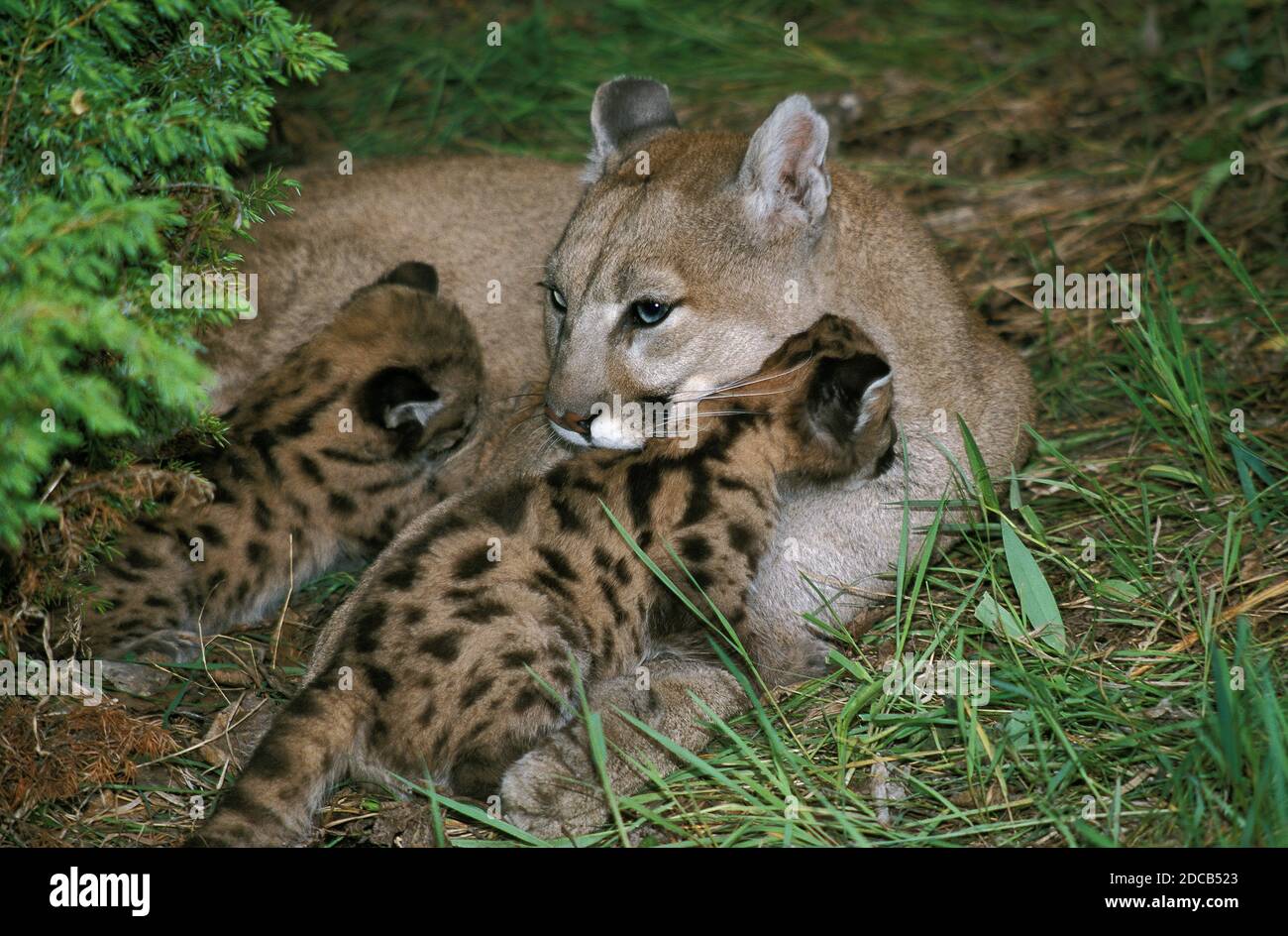 COUGAR puma concolor, MOTHER WITH CUB SUCKLING Stock Photo - Alamy