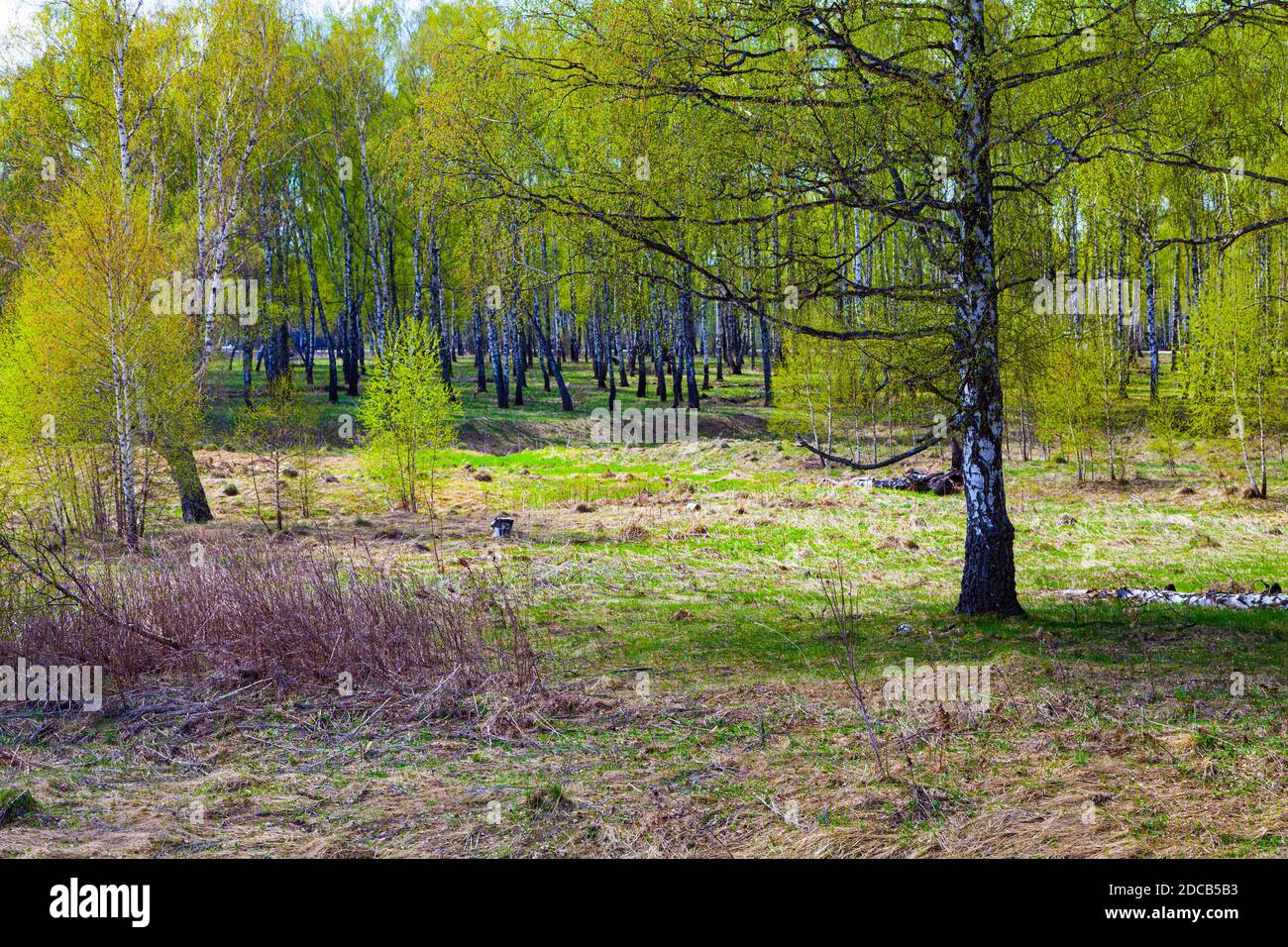 Beautiful spring landscape. Birch grove on a sunny day Stock Photo - Alamy