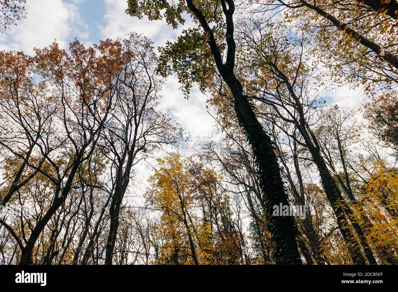 View of a beautiful autumn leaves on the trees in the forest Stock Photo