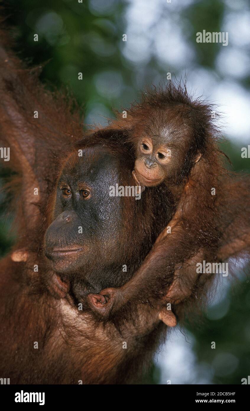 ORANG UTAN pongo pygmaeus, MOTHER WITH BABY ON ITS HEAD, BORNEO Stock ...