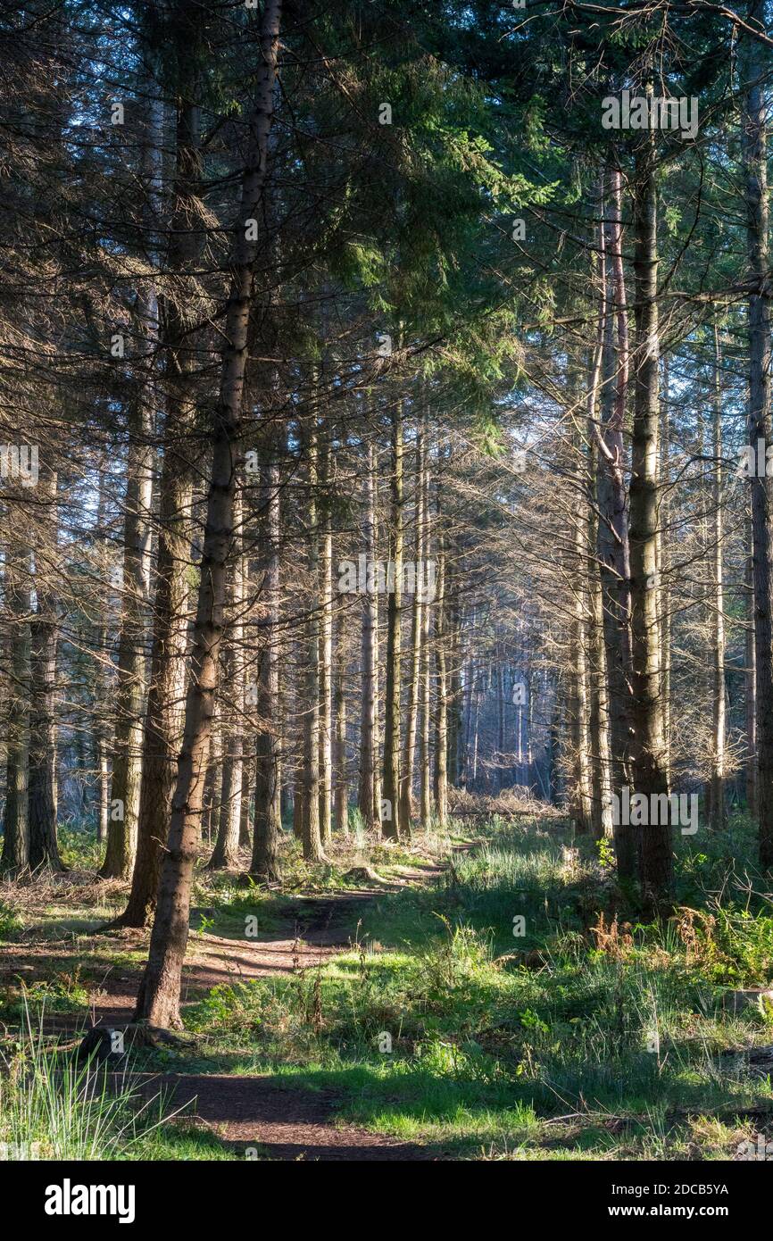 Woodland path seen on a circular walk from Whitley Chapel,  near Corbridge in Northumberland, England, UK Stock Photo