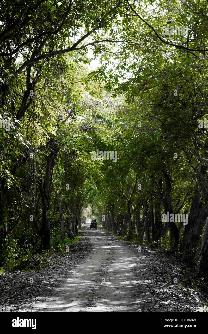 Dirt road surrounded by trees and grassland in Kaziranga National Park, India. Stock Photo