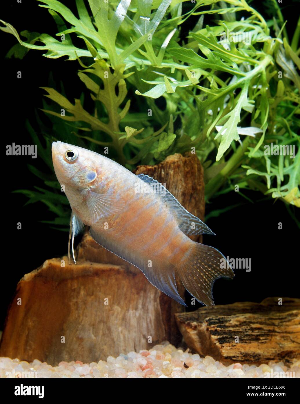 PARADISE FISH macropodus opercularis, ADULT Stock Photo