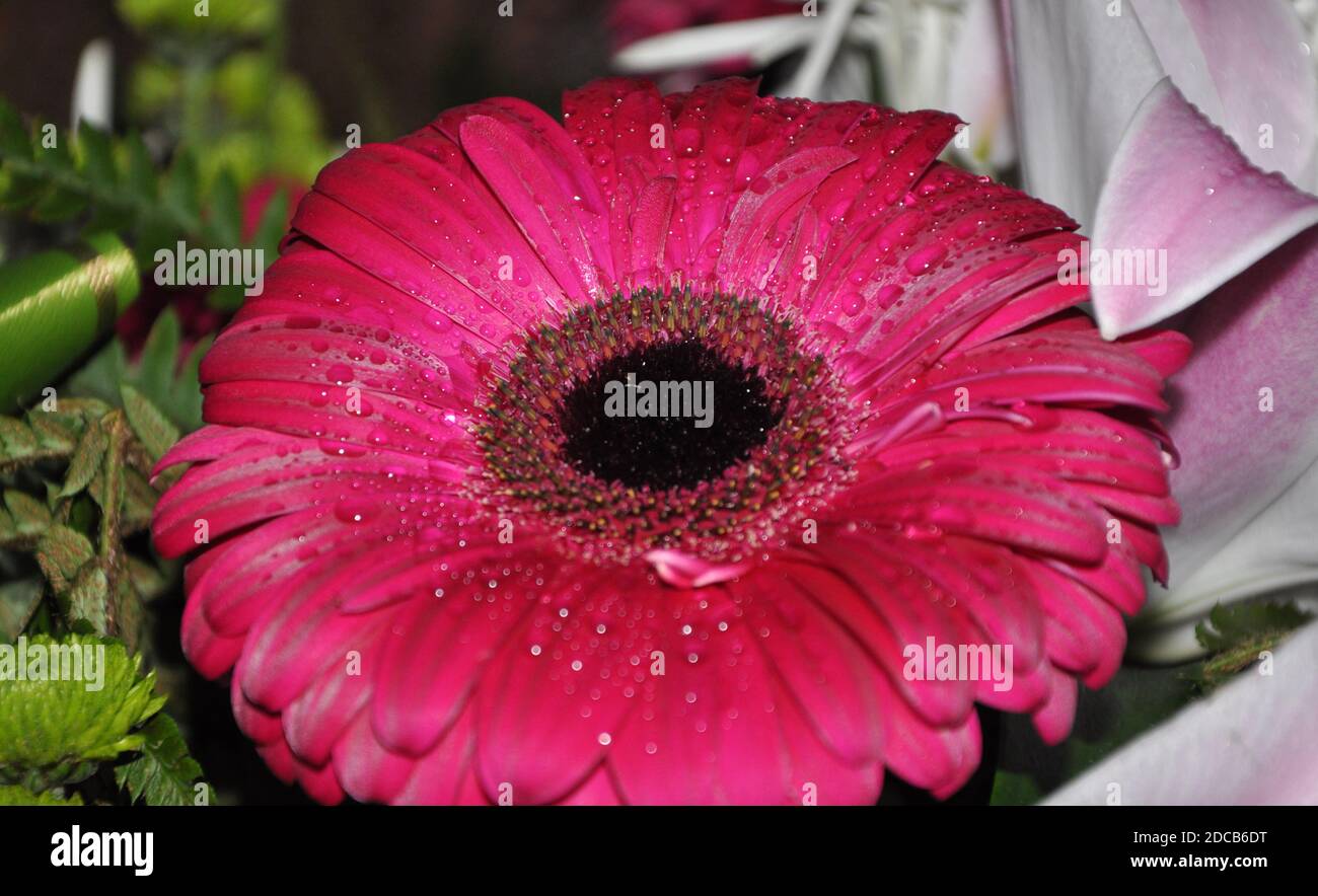 Wet Pink Gerber Daisy. Pink gerber daisy macro with water droplets on the petals. Extreme shallow depth of field. Stock Photo
