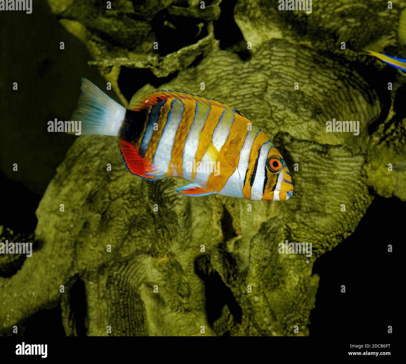 HARLEQUIN TUSK FISH choerodon fasciatus, ADULT Stock Photo