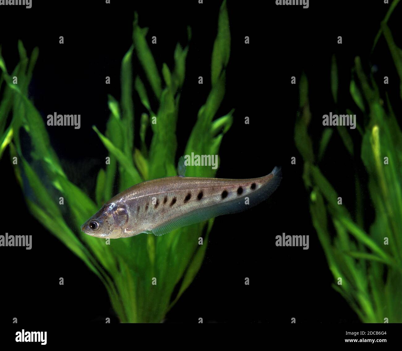 CLOWN KNIFEFISH notopterus chitala, ADULT Stock Photo Alamy