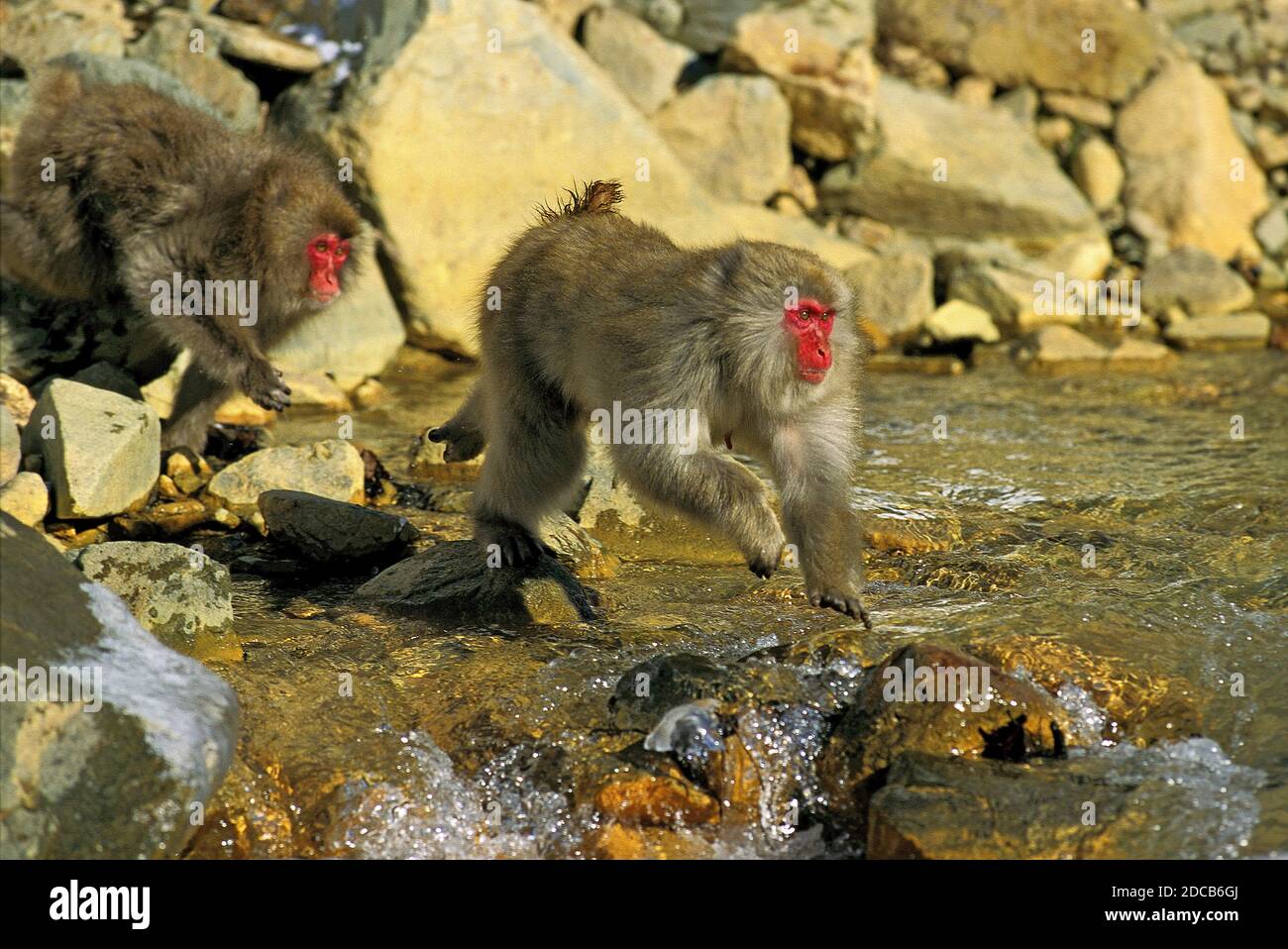 JAPANESE MACAQUE macaca fuscata, ADULTS CROSSING RIVER, HOKKAIDO ISLAND ...