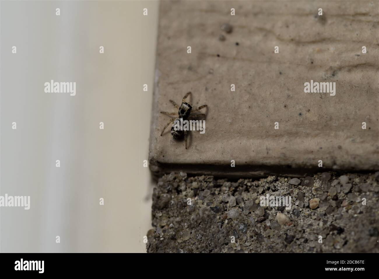 Zebra jumping spider on a beige house wall salticus scenicusist Stock