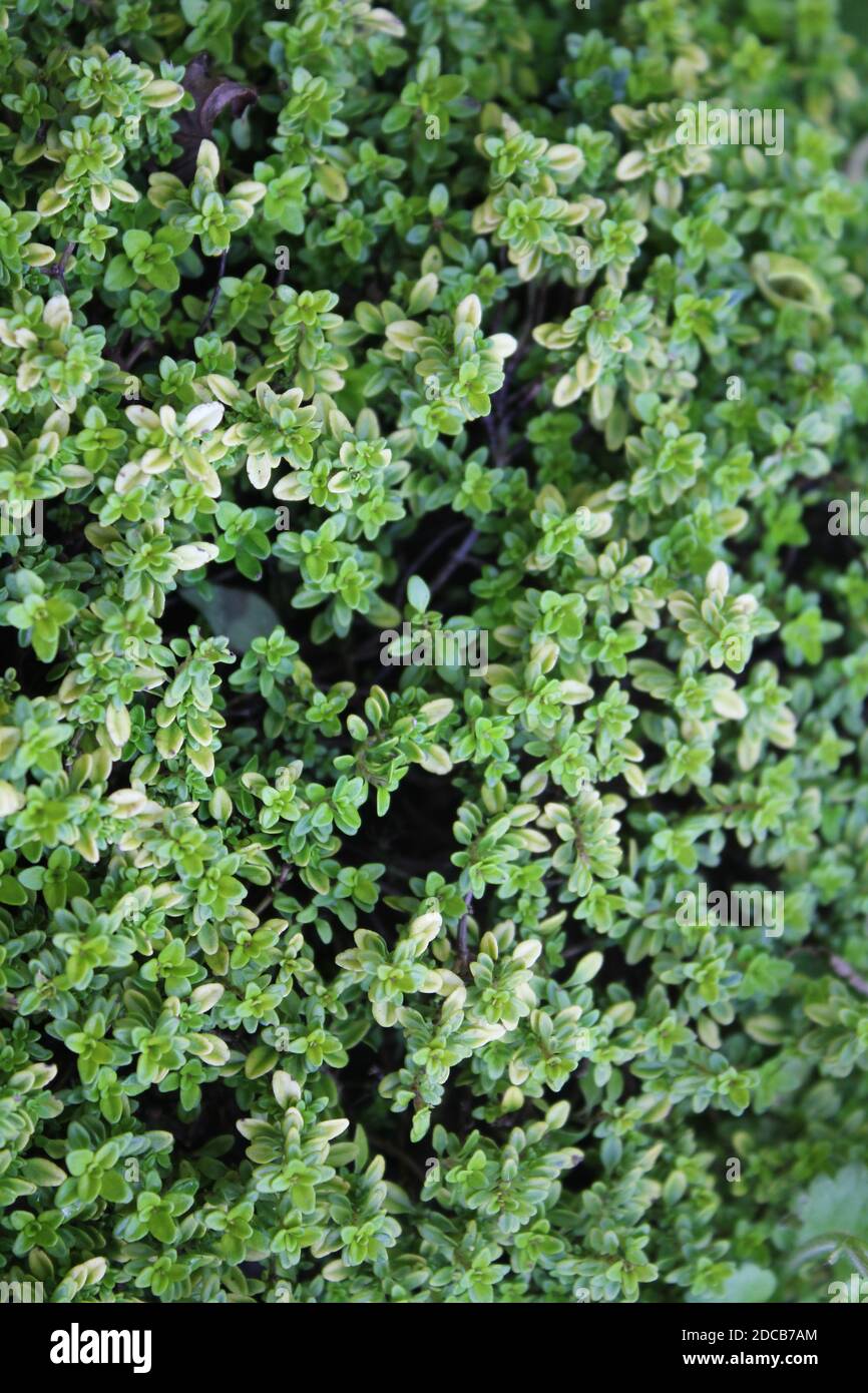 Thyme the shrub and leaves in summer close up Stock Photo