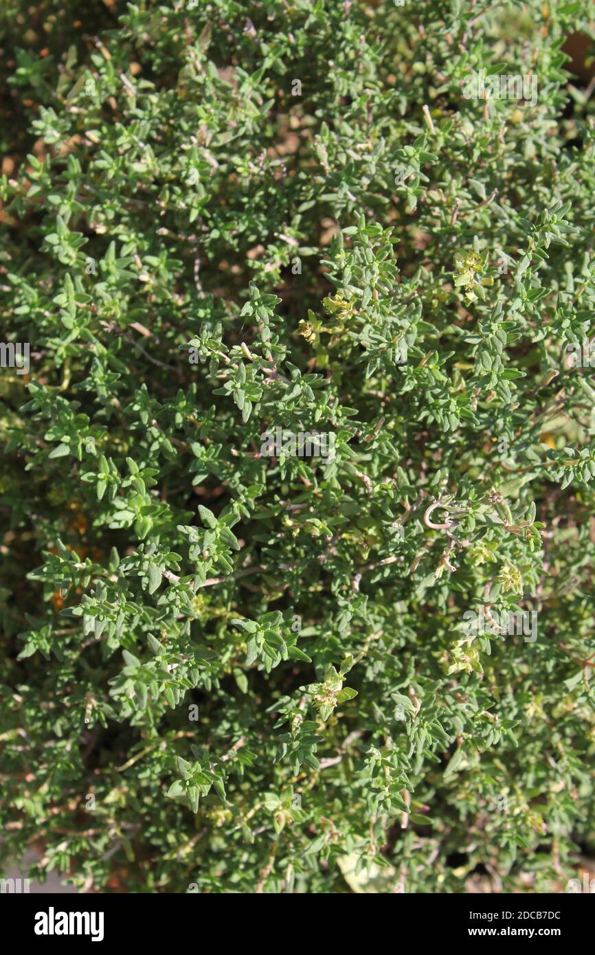 Thyme the shrub and leaves in summer Stock Photo