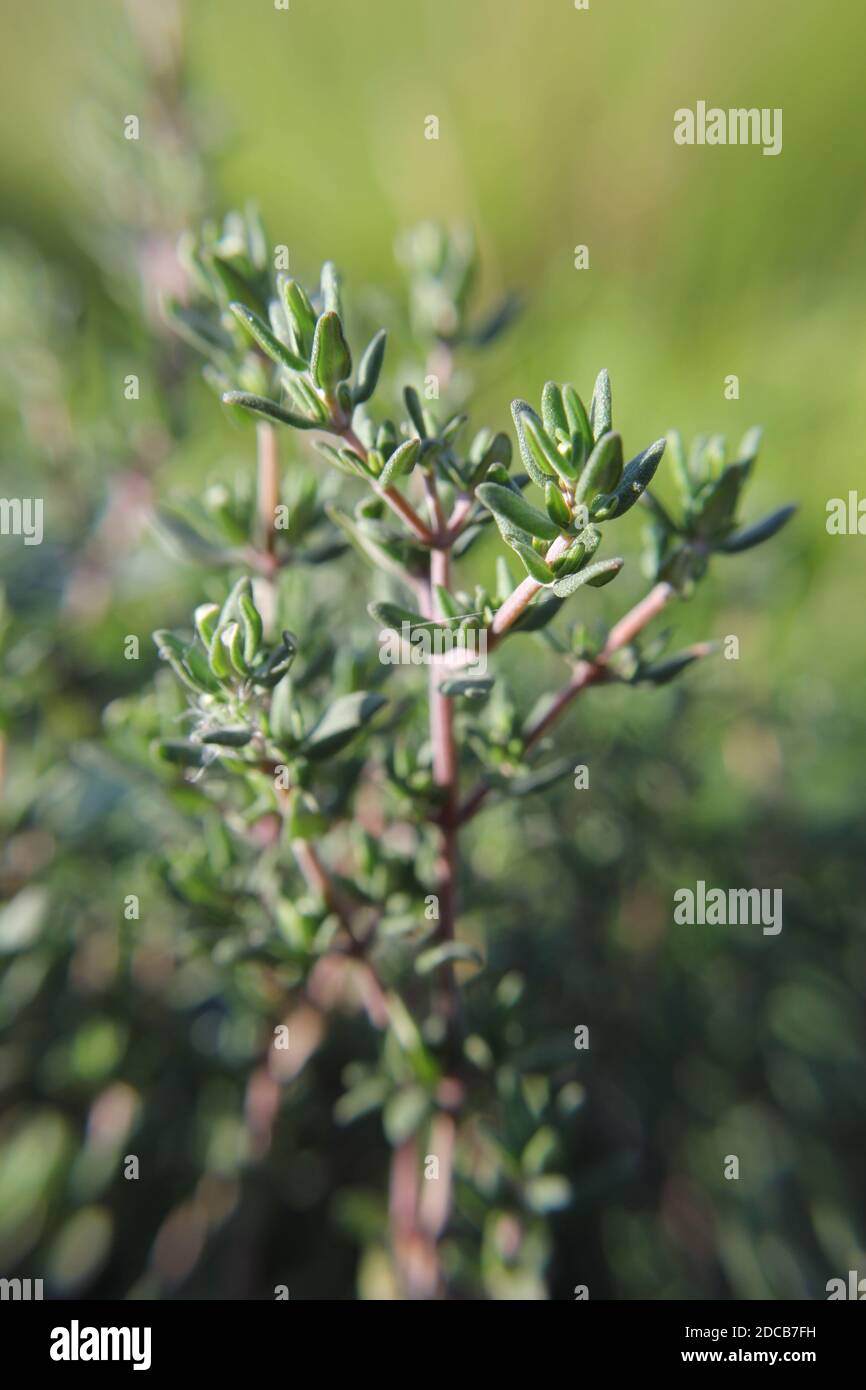 A close up of a sprig of thyme in the garden Stock Photo