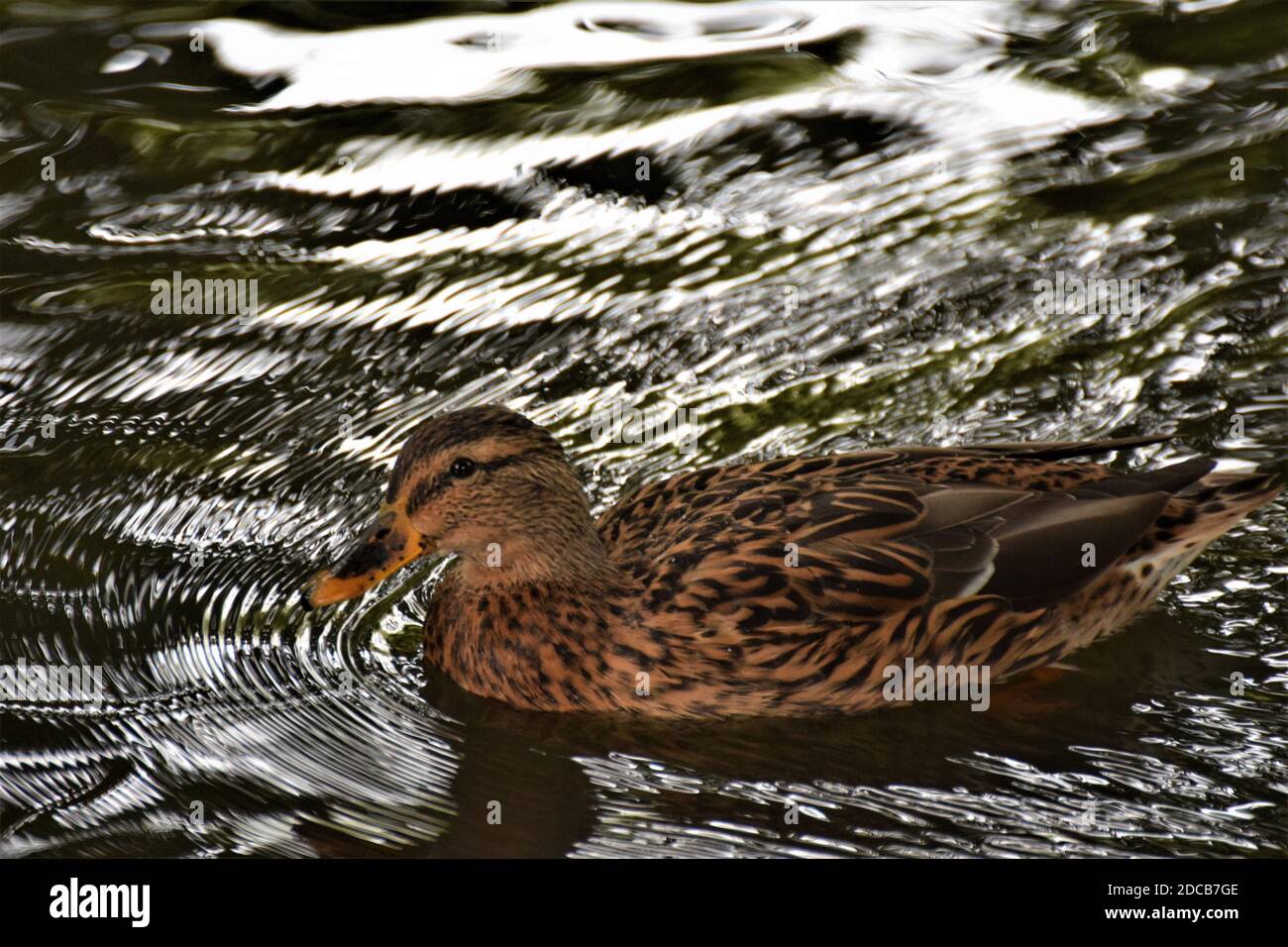 A female brown mallard duck swims on a lake Stock Photo