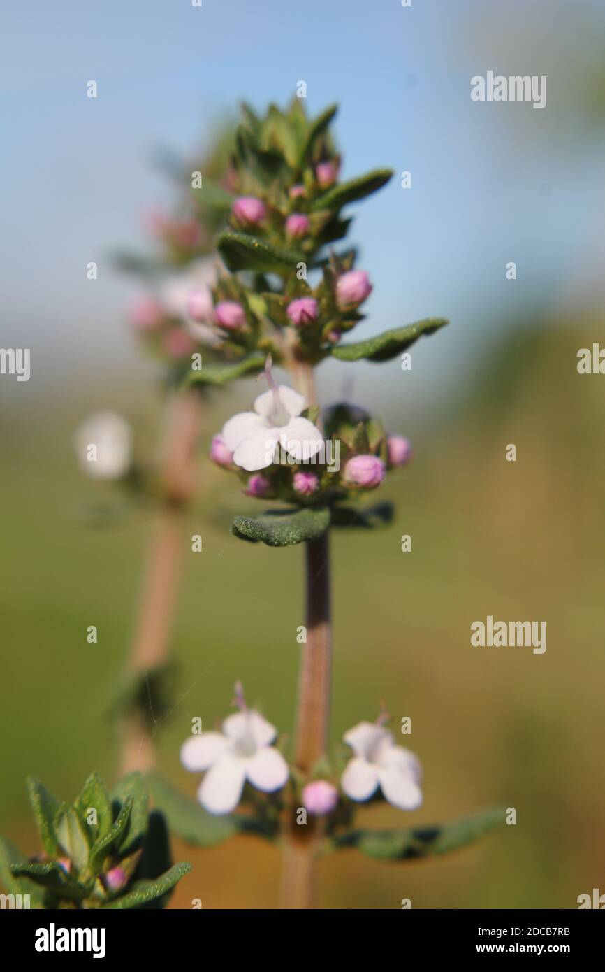 A close up of a sprig of thyme with little pink flowers 1 Stock Photo