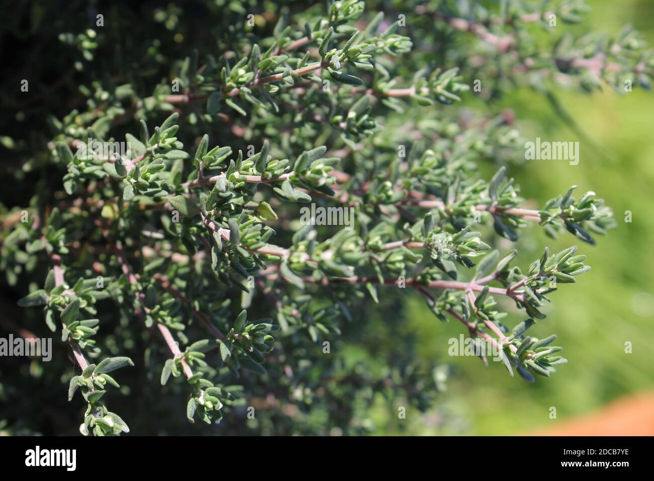 Thyme growing in the garden Stock Photo