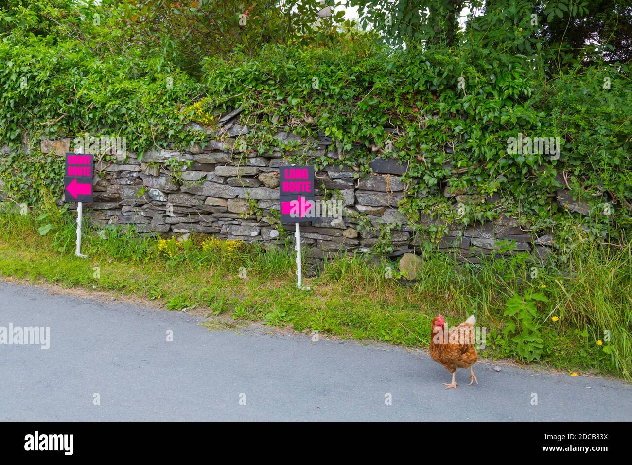 A chicken deciding which way to go Stock Photo