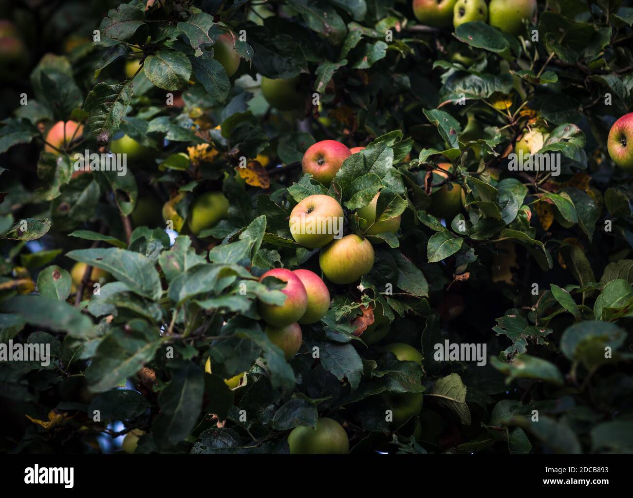 Apple tree with apples. Ripe apples on the tree Stock Photo - Alamy
