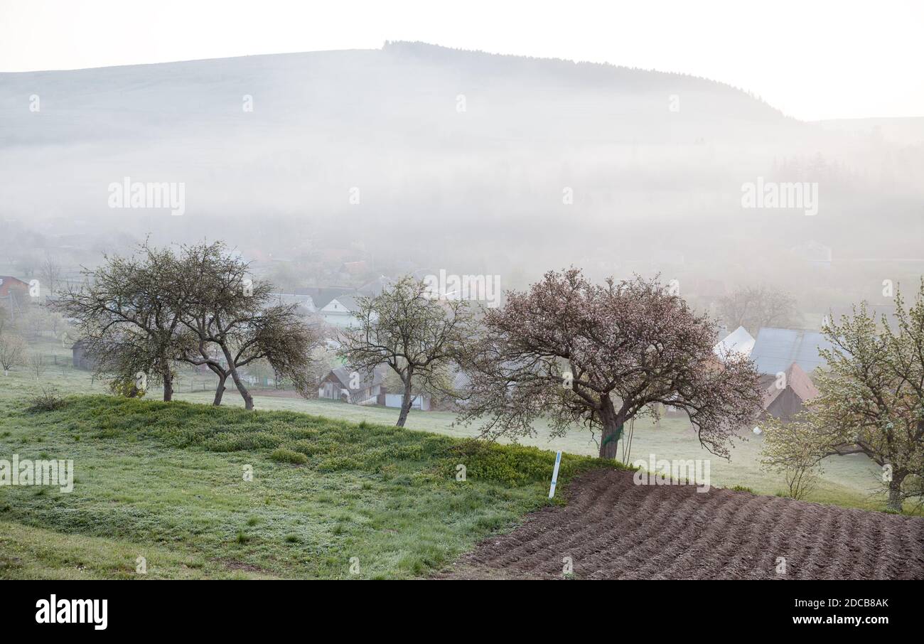 Spring morning in a mountain village. Foggy morning and flowering trees ...