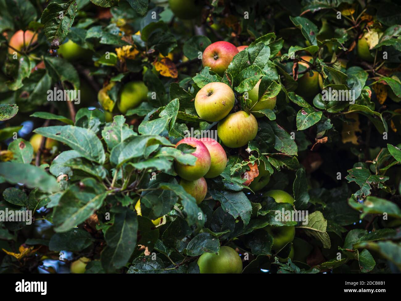 Apple tree with apples. Ripe apples on the tree Stock Photo - Alamy