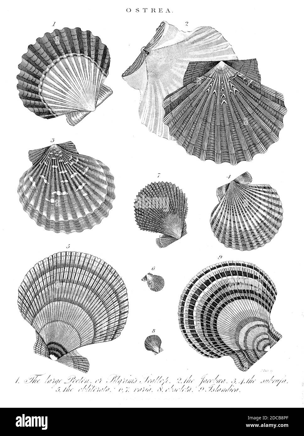 Ostrea shells. Ostrea is a genus of edible oysters, marine bivalve mollusks in the family Ostreidae, the oysters. Copperplate engraving From the Encyclopaedia Londinensis or, Universal dictionary of arts, sciences, and literature; Volume XVIII;  Edited by Wilkes, John. Published in London in 1821 Stock Photo