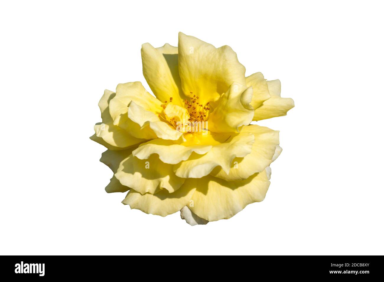 Rose 'Korlillub' (rosa) a yellow perennial spring summer autumn flower shrub plant also known as 'Lichtkonigin Lucia' cut out and isolated on a white Stock Photo