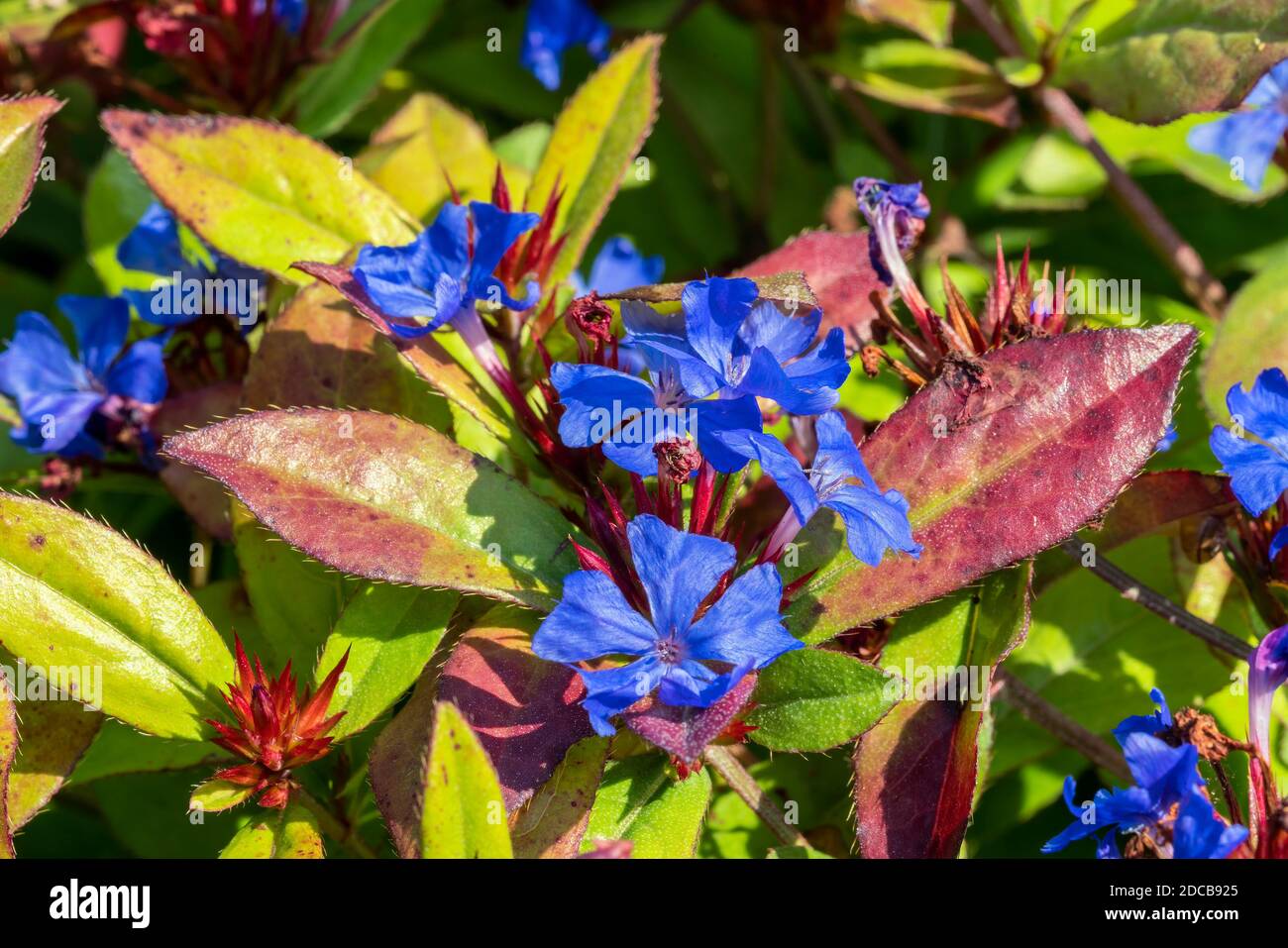 Ceratostigma plumbaginoides a summer autumn flower plant commonly known as blue flowered leadwort, stock photo image Stock Photo