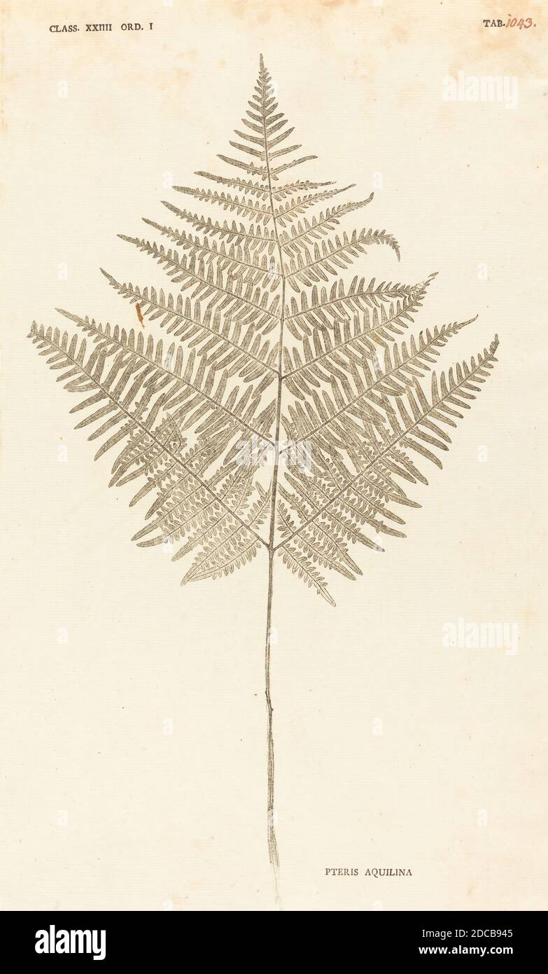 Johann Hieronymus Kniphof, (artist), German, 1704 - 1763, Pteris Aquilina, Botanica in Originali seu Herbarium Vivum, (series), published 1757/1764, pressed and dried plant inked and pressed between two sheets of paper Stock Photo